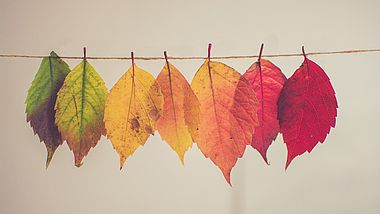 Bunte Herbstblätter aufgehängt an einer Schnur
